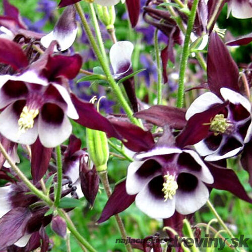 Orlíček Wiliam Guiness, v črepníku P9 Aquilegia