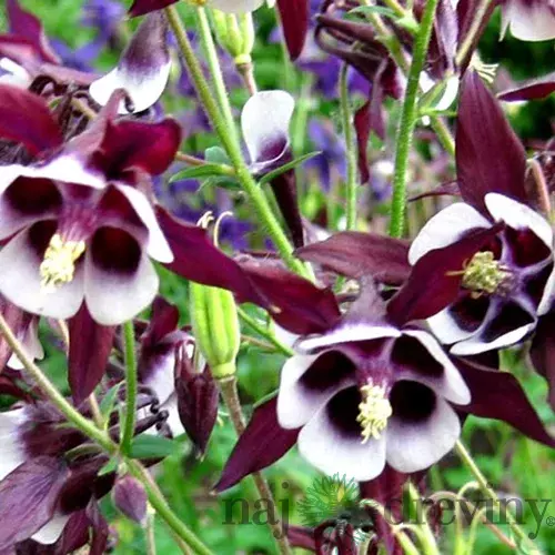 Orlíček Wiliam Guiness, v črepníku P9 Aquilegia