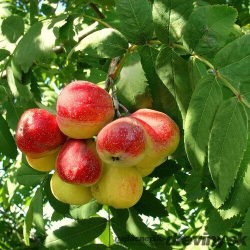 Oskoruša (Jarabina oskorušová) - ohrozený druh, výška 150/175 cm, v črepníku 10l Sorbus domestica