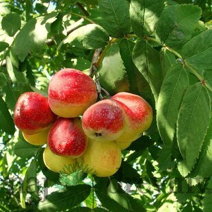 Oskoruša (Jarabina oskorušová) - ohrozený druh, výška 150/175 cm, v črepníku 10l Sorbus domestica