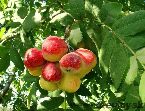 Oskoruša (Jarabina oskorušová) - ohrozený druh, výška 150/175 cm, v črepníku 10l Sorbus domestica