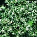 Osmanthus