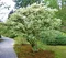 Osmanthus Burkwoodii 120/160 cm, v črepníku 35l Osmanthus Burkwoodii