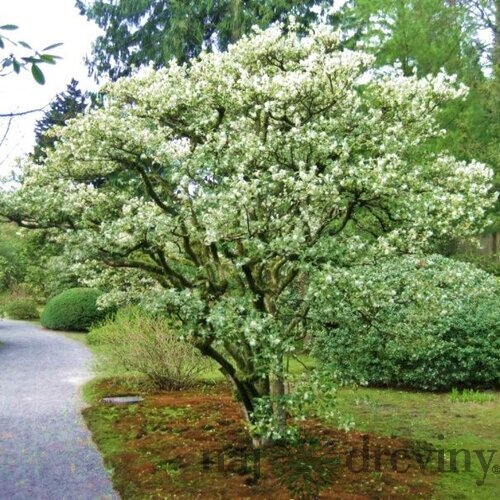 Osmanthus Burkwoodii 120/160 cm, v črepníku 35l Osmanthus Burkwoodii