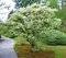 Osmanthus Burkwoodii 120/160 cm, v črepníku 35l Osmanthus Burkwoodii