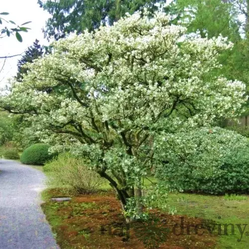 Osmanthus Burkwoodii 120/160 cm, v črepníku 35l Osmanthus Burkwoodii