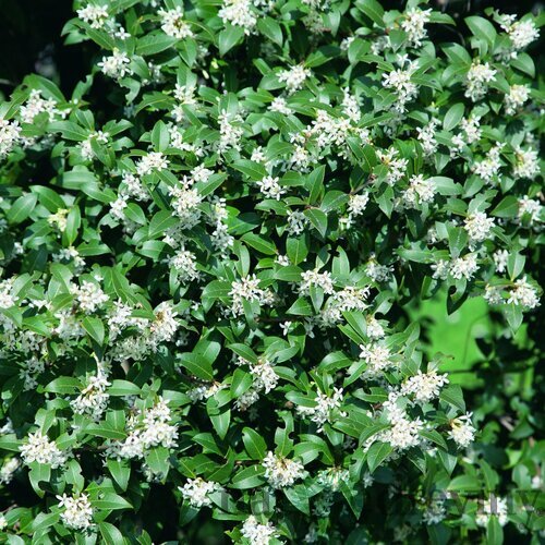 Osmanthus Burkwoodii 30/40 cm, v črepníku Osmanthus Burkwoodii