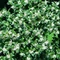 Osmanthus Burkwoodii 30/40 cm, v črepníku Osmanthus Burkwoodii
