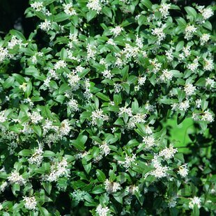 Osmanthus Burkwoodii 30/40 cm, v črepníku Osmanthus Burkwoodii