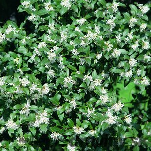 Osmanthus Burkwoodii 30/40 cm, v črepníku Osmanthus Burkwoodii