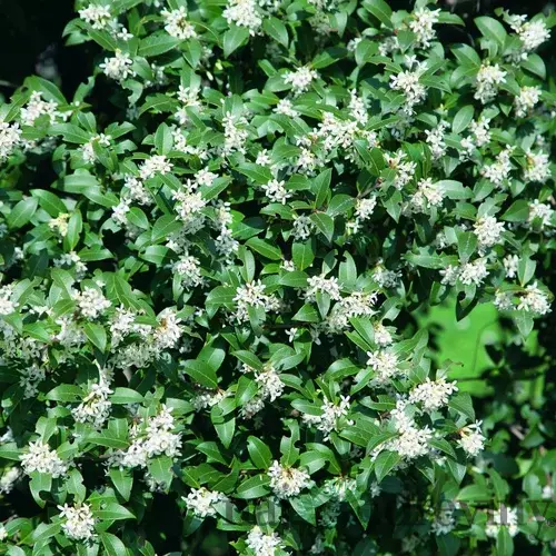 Osmanthus Burkwoodii 30/40 cm, v črepníku Osmanthus Burkwoodii