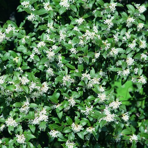 Osmanthus Burkwoodii 30/40 cm, v črepníku Osmanthus Burkwoodii