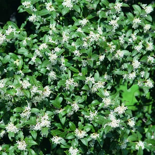 Osmanthus Burkwoodii 30/40 cm, v črepníku Osmanthus Burkwoodii