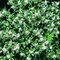 Osmanthus Burkwoodii 30/40 cm, v črepníku Osmanthus Burkwoodii