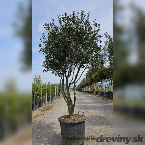 Osmanthus x Burkwoodii, výška ‘150/175 cm, mushroom- multikmeň, v črepníku Osmanthus Burkwoodii