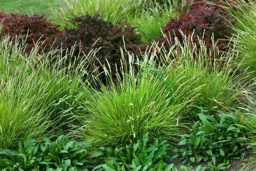 Ostrevka, výška 10/15 cm, v črepníku P9 Sesleria autumnalis