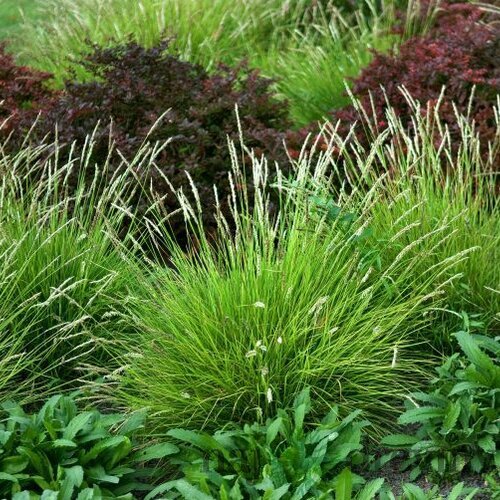 Ostrevka, výška 10/15 cm, v črepníku P9 Sesleria autumnalis