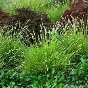 Ostrevka, výška 10/15 cm, v črepníku P9 Sesleria autumnalis