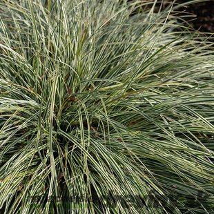 Ostrica brunnea ‘Variegata‘, výška 30/40 cm, v črepníku 2l Carex brunnea ‘Variegata‘