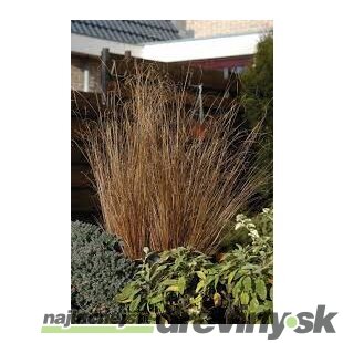 Ostrica Buchananova Red Rooster, 25/35 cm, v črepníku 2l Carex buchananii ‘Red Rooster‘