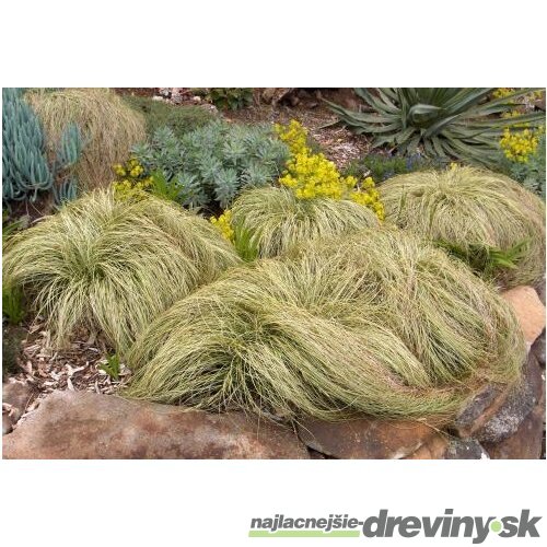 Ostrica chocholatá Frosted Curls ( Zamrznuté kučery) 10/20 cm, v črepníku Carex comans Frosted Curls