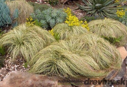 Ostrica chocholatá Frosted Curls ( Zamrznuté kučery) 10/20 cm, v črepníku Carex comans Frosted Curls