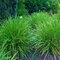 Ostrica Green Twist, výška 25/35 cm, v črepníku 2l Carex Irish green