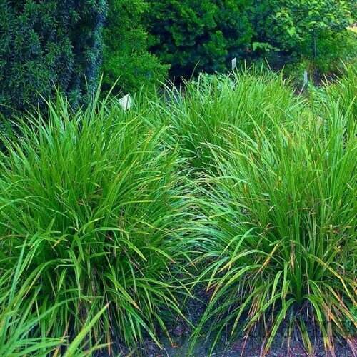 Ostrica Green Twist, výška 25/35 cm, v črepníku 2l Carex Irish green