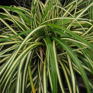 Ostrica japonská Aureovariegata, 20/+cm, v črepníku Carex morrowii Aureovariegata