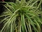 Ostrica japonská Aureovariegata, 20/+cm, v črepníku Carex morrowii Aureovariegata