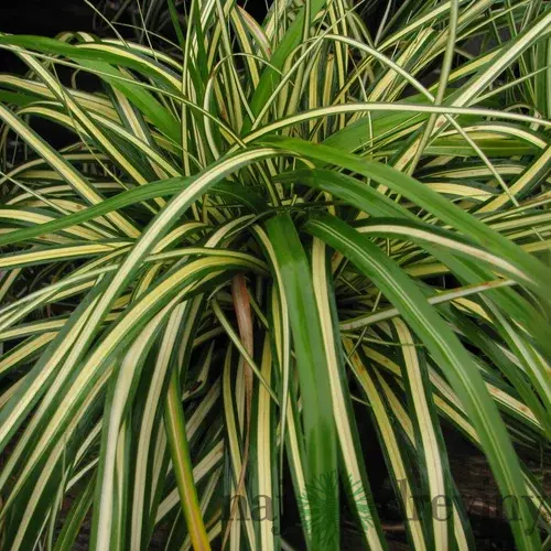 Ostrica japonská Aureovariegata, 20/+cm, v črepníku Carex morrowii Aureovariegata