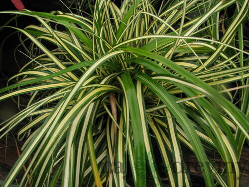 Ostrica japonská Aureovariegata, 20/+cm, v črepníku Carex morrowii Aureovariegata