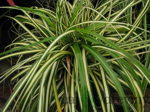 Ostrica japonská Aureovariegata, 20/+cm, v črepníku Carex morrowii Aureovariegata