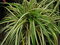 Ostrica japonská Aureovariegata, 20/+cm, v črepníku Carex morrowii Aureovariegata