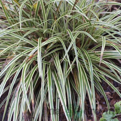 Ostrica japonská Variegata 20/40 cm , v črepníku 2l Carex morrowii ‘Variegata‘