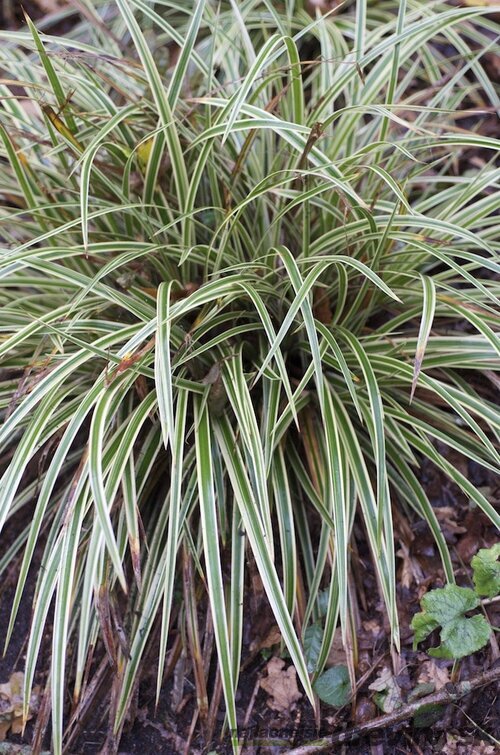 Ostrica japonská Variegata 20/40 cm , v črepníku 2l Carex morrowii ‘Variegata‘