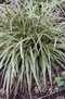 Ostrica japonská Variegata 20/40 cm , v črepníku 2l Carex morrowii ‘Variegata‘