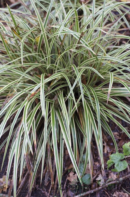 Ostrica japonská Variegata 20/40 cm , v črepníku 2l Carex morrowii ‘Variegata‘