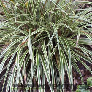 Ostrica japonská Variegata 20/40 cm , v črepníku 2l Carex morrowii ‘Variegata‘