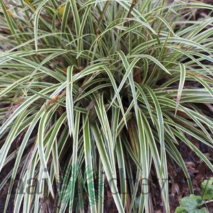 Ostrica japonská Variegata 20/40 cm , v črepníku 2l Carex morrowii ‘Variegata‘