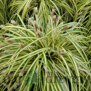 Ostrica japonská Variegata, v črepníku Carex morrowii Variegata