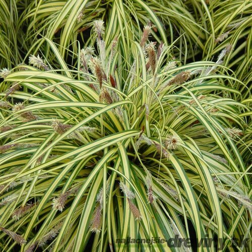 Ostrica japonská Variegata, v črepníku Carex morrowii Variegata