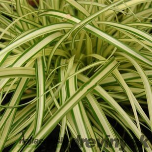 Ostrica ošimenská Evergold, v črepníku 0,36 l Carex oshimensis Evergold