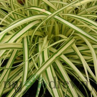 Ostrica ošimenská Evergold, v črepníku 0,36 l Carex oshimensis Evergold