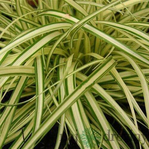 Ostrica ošimenská Evergold, v črepníku P9 Carex oshimensis Evergold