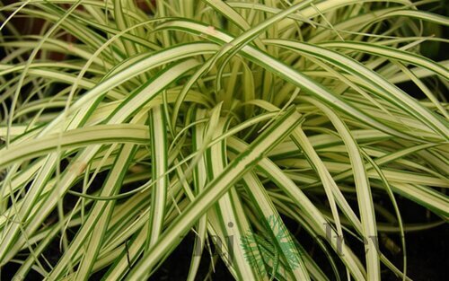 Ostrica ošimenská Evergold, v črepníku P9 Carex oshimensis Evergold