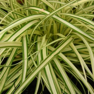 Ostrica ošimenská Evergold, v črepníku P9 Carex oshimensis Evergold