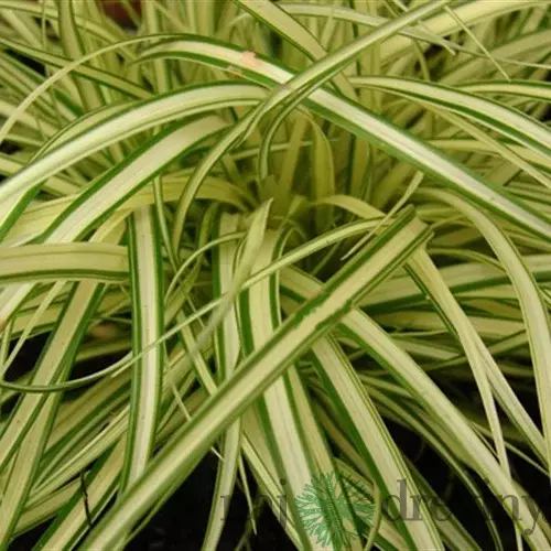 Ostrica ošimenská Evergold, v črepníku P9 Carex oshimensis Evergold