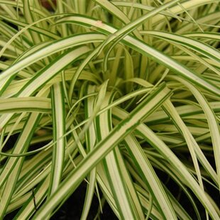 Ostrica ošimenská Evergold, v črepníku P9 Carex oshimensis Evergold