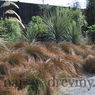 Ostrica Praire Fire, výška 10/15 cm, v črepníku P9 Carex testacea Praire Fire